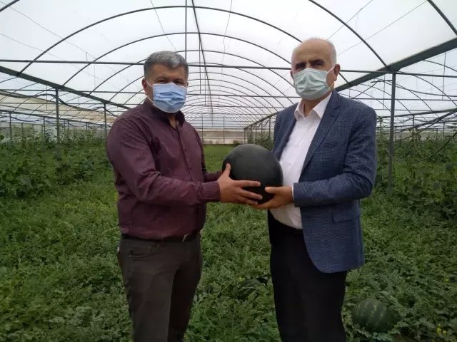Erkenci karpuz üreticisinin yüzünü güldürüyor Erkenci karpuz üreticisinin yüzünü güldürüyor