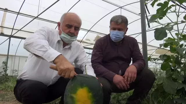 Erkenci karpuz üreticisinin yüzünü güldürüyor Erkenci karpuz üreticisinin yüzünü güldürüyor