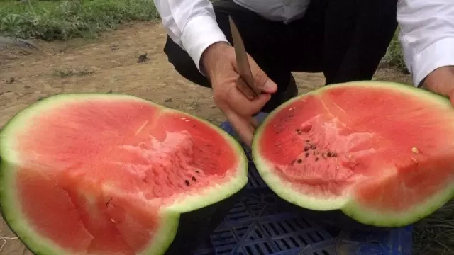 Erkenci karpuz üreticisinin yüzünü güldürüyor Erkenci karpuz üreticisinin yüzünü güldürüyor
