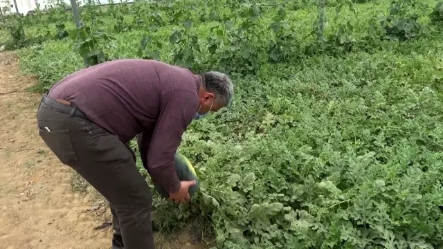 Erkenci karpuz üreticisinin yüzünü güldürüyor Erkenci karpuz üreticisinin yüzünü güldürüyor