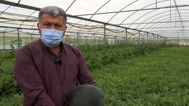 Erkenci karpuz üreticisinin yüzünü güldürüyor Erkenci karpuz üreticisinin yüzünü güldürüyor