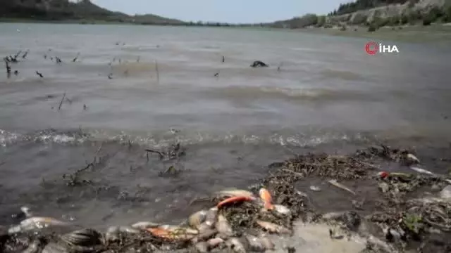 Son dakika... Gölette endişelendiren balık ölümleri Son dakika... Gölette endişelendiren balık ölümleri