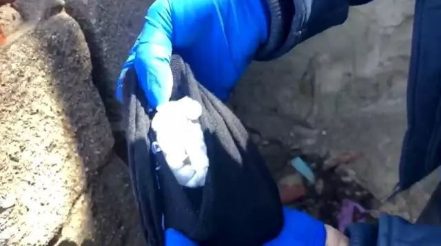 Harabeden çorap çorap bonzai çıktı: Biri çocuk 5 kişi yakalandı Harabeden çorap çorap bonzai çıktı: Biri çocuk 5 kişi yakalandı