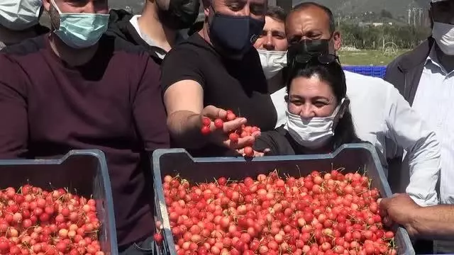 Hasat edilen sezonun ilk kirazı, açık artırmada kilogramı 500 liradan satıldı Hasat edilen sezonun ilk kirazı, açık artırmada kilogramı 500 liradan satıldı