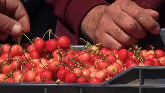 Hasat edilen sezonun ilk kirazı, açık artırmada kilogramı 500 liradan satıldı Hasat edilen sezonun ilk kirazı, açık artırmada kilogramı 500 liradan satıldı