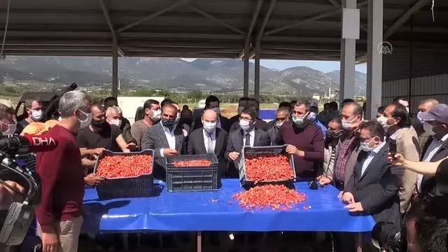 Hasat edilen sezonun ilk kirazı, açık artırmada kilogramı 500 liradan satıldı Hasat edilen sezonun ilk kirazı, açık artırmada kilogramı 500 liradan satıldı