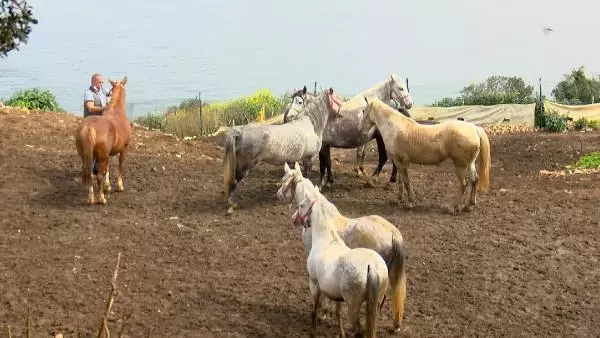 Hatay'daki kayıp atlarla ilgili yeni detaylar! Bakamayınca kayıp ihbarı yapmışlar Hatay'daki kayıp atlarla ilgili yeni detaylar! Bakamayınca kayıp ihbarı yapmışlar
