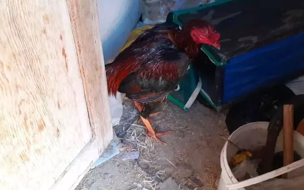 Horoz dövüştüren 2 kişiye para cezası Horoz dövüştüren 2 kişiye para cezası