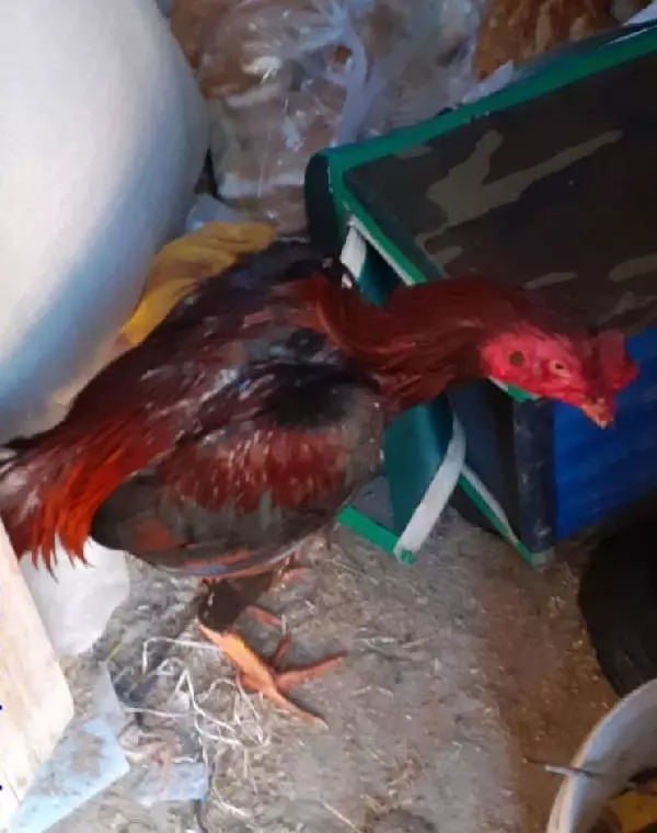 Horoz dövüştüren 2 kişiye para cezası Horoz dövüştüren 2 kişiye para cezası