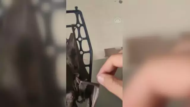 Kanadına ip dolanan yarasa kurtarılarak doğaya salındı Kanadına ip dolanan yarasa kurtarılarak doğaya salındı