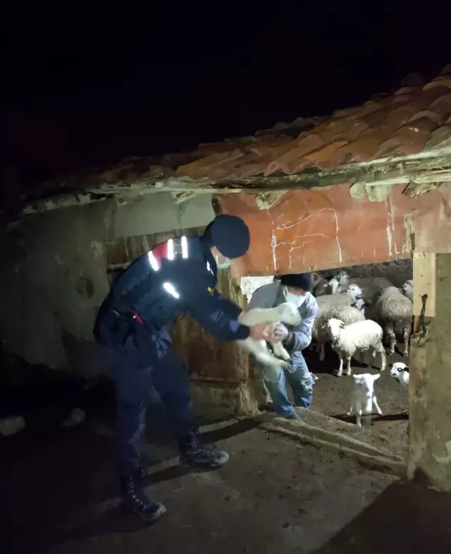Kimsesiz kuzulara jandarma sahip çıktı Kimsesiz kuzulara jandarma sahip çıktı