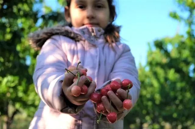 Kuzey yarımkürenin ilk kiraz hasadı Manisa'dan Kuzey yarımkürenin ilk kiraz hasadı Manisa'dan