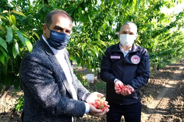 Kuzey yarımkürenin ilk kiraz hasadı Manisa'dan Kuzey yarımkürenin ilk kiraz hasadı Manisa'dan