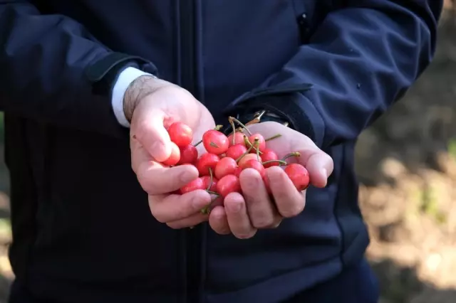 Kuzey yarımkürenin ilk kiraz hasadı Manisa'dan Kuzey yarımkürenin ilk kiraz hasadı Manisa'dan