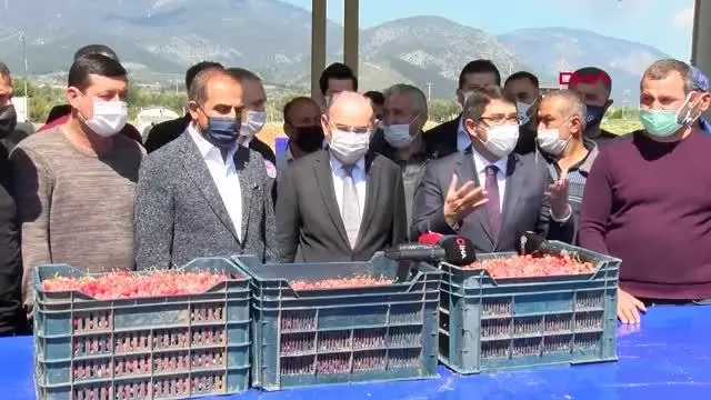 MANİSA'DA ERKENCİ KİRAZ HASADI BAŞLADI MANİSA'DA ERKENCİ KİRAZ HASADI BAŞLADI
