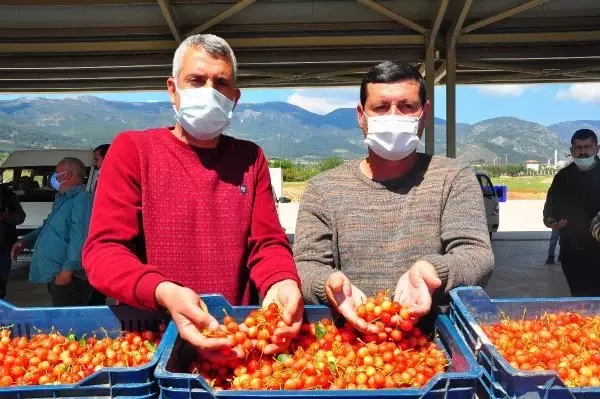 MANİSA'DA ERKENCİ KİRAZ HASADI BAŞLADI MANİSA'DA ERKENCİ KİRAZ HASADI BAŞLADI