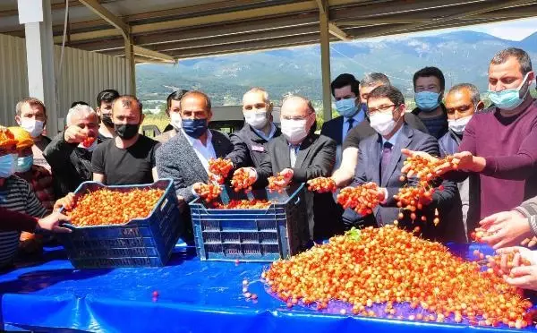 MANİSA'DA ERKENCİ KİRAZ HASADI BAŞLADI MANİSA'DA ERKENCİ KİRAZ HASADI BAŞLADI