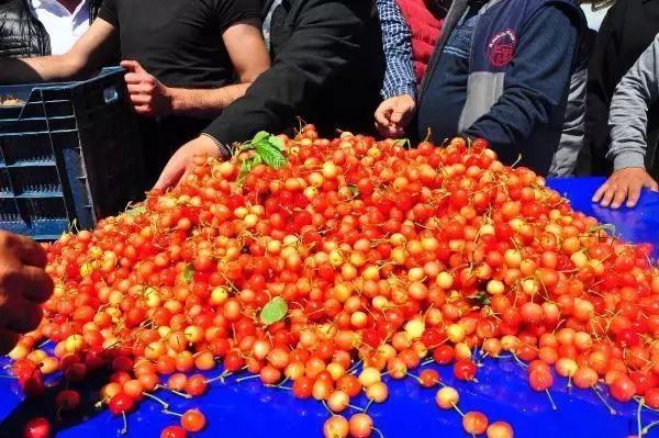 MANİSA'DA ERKENCİ KİRAZ HASADI BAŞLADI MANİSA'DA ERKENCİ KİRAZ HASADI BAŞLADI