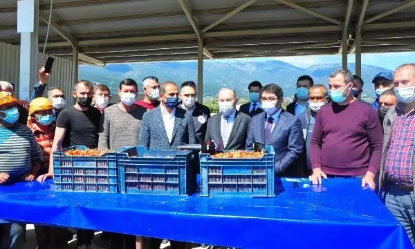MANİSA'DA ERKENCİ KİRAZ HASADI BAŞLADI MANİSA'DA ERKENCİ KİRAZ HASADI BAŞLADI
