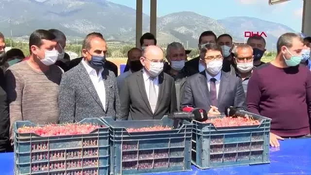 MANİSA'DA ERKENCİ KİRAZ HASADI BAŞLADI MANİSA'DA ERKENCİ KİRAZ HASADI BAŞLADI
