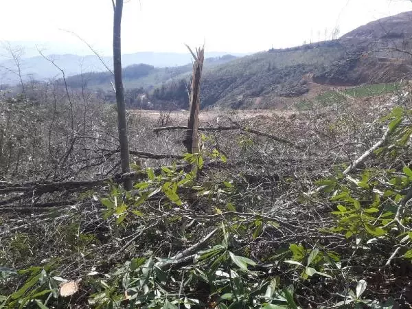 ORDU'DA MADEN SAHASI İÇİN AĞAÇ KESİMİNE TEPKİ