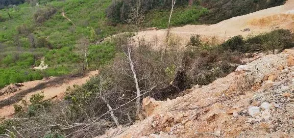 ORDU'DA MADEN SAHASI İÇİN AĞAÇ KESİMİNE TEPKİ