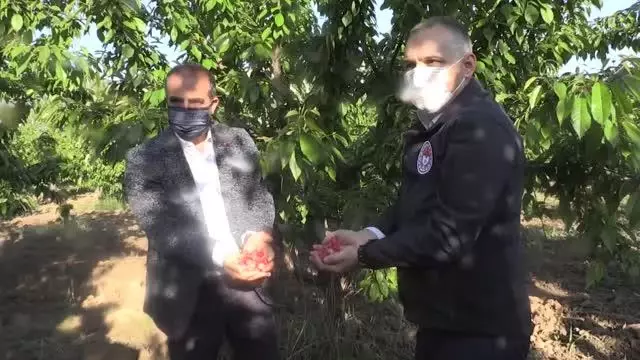 Sezonun ilk kirazı hasat edildi Sezonun ilk kirazı hasat edildi