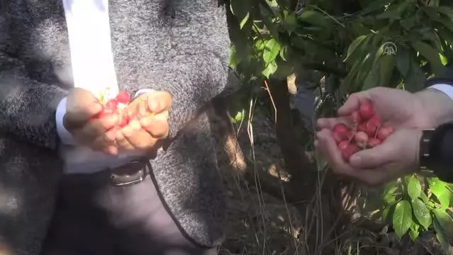 Sezonun ilk kirazı hasat edildi Sezonun ilk kirazı hasat edildi