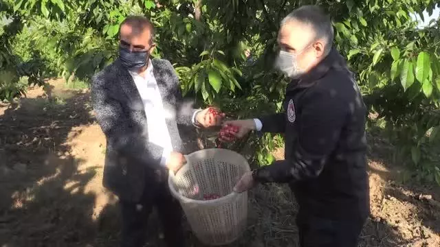 Sezonun ilk kirazı hasat edildi Sezonun ilk kirazı hasat edildi