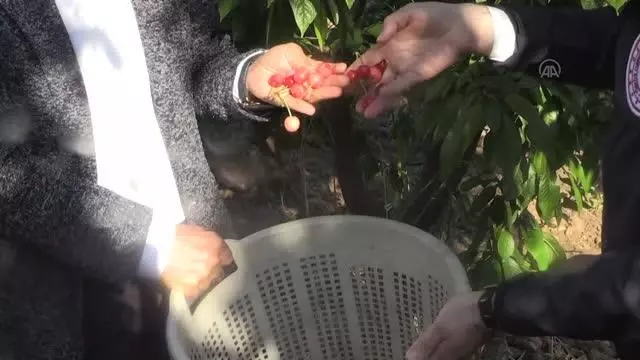 Sezonun ilk kirazı hasat edildi Sezonun ilk kirazı hasat edildi