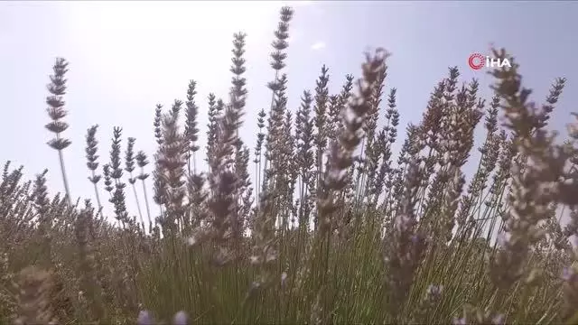 Sındırgılı arıcılara Büyükşehir'den yem desteği Sındırgılı arıcılara Büyükşehir'den yem desteği