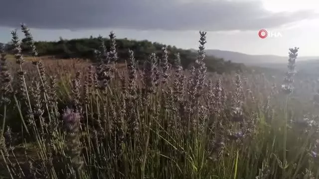 Sındırgılı arıcılara Büyükşehir'den yem desteği Sındırgılı arıcılara Büyükşehir'den yem desteği