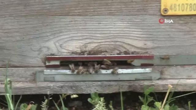 Sındırgılı arıcılara Büyükşehir'den yem desteği Sındırgılı arıcılara Büyükşehir'den yem desteği