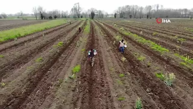 Türkiye'ye ün salmış Sakarya kabağının ekimi başladı Türkiye'ye ün salmış Sakarya kabağının ekimi başladı