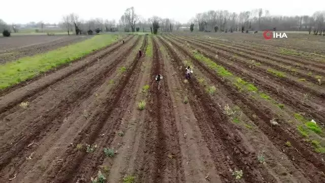 Türkiye'ye ün salmış Sakarya kabağının ekimi başladı Türkiye'ye ün salmış Sakarya kabağının ekimi başladı