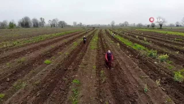 Türkiye'ye ün salmış Sakarya kabağının ekimi başladı Türkiye'ye ün salmış Sakarya kabağının ekimi başladı