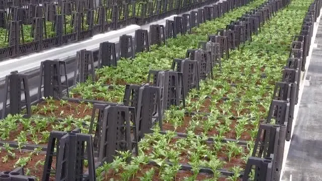 AFYONKARAHİSAR - Sandıklı belediyesi ata tohumlarından domates, biber ve patlıcan fidesi yetiştiriyor AFYONKARAHİSAR - Sandıklı belediyesi ata tohumlarından domates, biber ve patlıcan fidesi yetiştiriyor