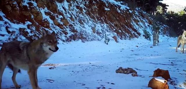 BURDUR'DA KURTLAR FOTOKAPANLA GÖRÜNTÜLENDİ BURDUR'DA KURTLAR FOTOKAPANLA GÖRÜNTÜLENDİ