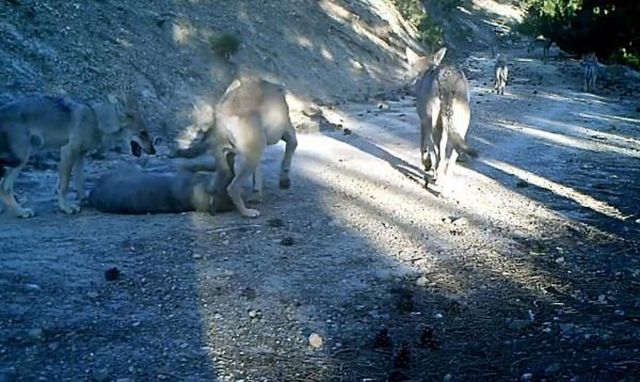 BURDUR'DA KURTLAR FOTOKAPANLA GÖRÜNTÜLENDİ BURDUR'DA KURTLAR FOTOKAPANLA GÖRÜNTÜLENDİ