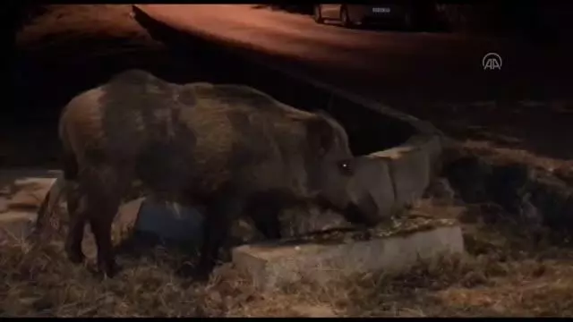 Fethiye'de çöp konteyneri kenarında beslenen domuz kameraya yansıdı Fethiye'de çöp konteyneri kenarında beslenen domuz kameraya yansıdı