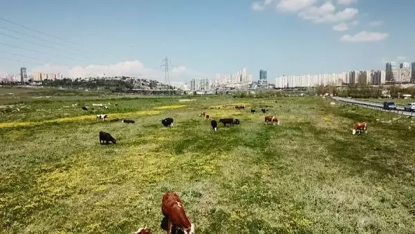 İSTANBUL'DA BU KEZ 'TURUNCU DERE'... TARLALAR ARASINDAN GEÇİYOR, HAYVANLAR OTLUYOR İSTANBUL'DA BU KEZ 'TURUNCU DERE'... TARLALAR ARASINDAN GEÇİYOR, HAYVANLAR OTLUYOR
