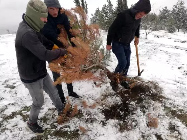 Karaçamaları kurutan zararlı böcekler sahadan temizlendi
