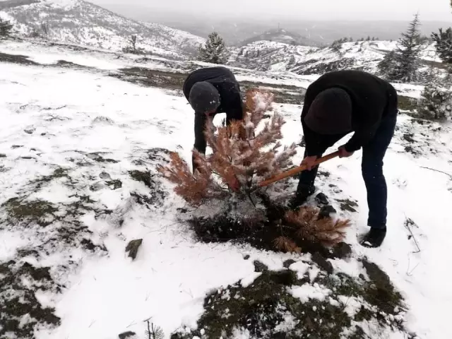 Karaçamaları kurutan zararlı böcekler sahadan temizlendi