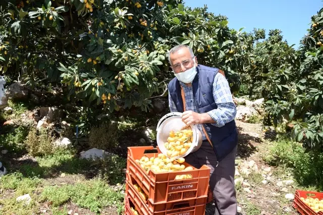 Pazar tezgahlarında kilogramı 5 TL'den satılıyor, sipariş yetişmiyor Pazar tezgahlarında kilogramı 5 TL'den satılıyor, sipariş yetişmiyor