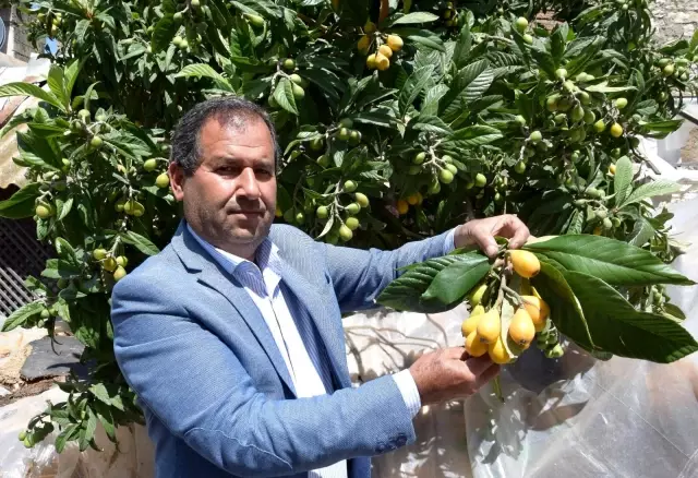 Pazar tezgahlarında kilogramı 5 TL'den satılıyor, sipariş yetişmiyor Pazar tezgahlarında kilogramı 5 TL'den satılıyor, sipariş yetişmiyor