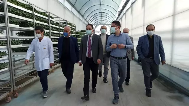 Türkiye'nin sebze fideleri Bafra Ovası'ndan Türkiye'nin sebze fideleri Bafra Ovası'ndan