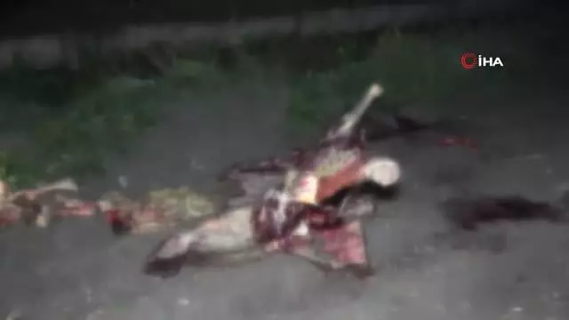 Adana'da boş arazide kesilmiş 3 at ele geçirildi Adana'da boş arazide kesilmiş 3 at ele geçirildi