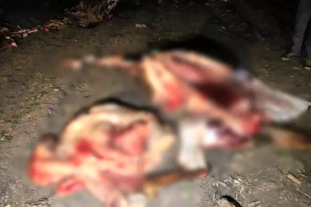 Adana'da boş arazide kesilmiş 3 at ele geçirildi Adana'da boş arazide kesilmiş 3 at ele geçirildi