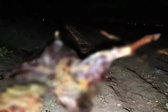 Adana'da boş arazide kesilmiş 3 at ele geçirildi Adana'da boş arazide kesilmiş 3 at ele geçirildi