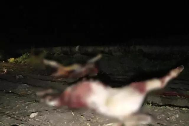 Adana'da boş arazide kesilmiş 3 at ele geçirildi Adana'da boş arazide kesilmiş 3 at ele geçirildi